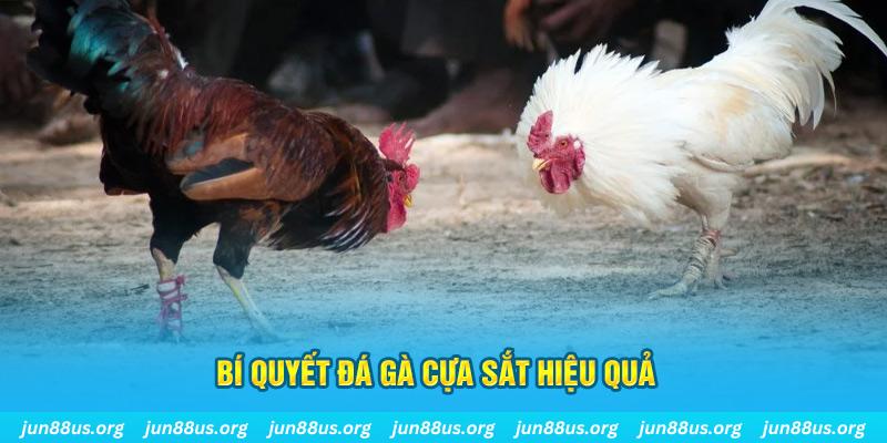 79win đá gà cựa dao