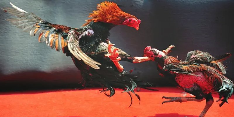 79win BG Bắn cá
